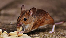 24 Hour & Emergency Exterminators in Jemez Pueblo, NM